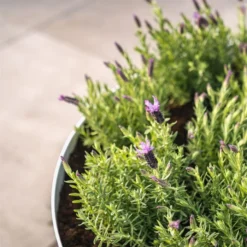 BOA1 -ADEZZ Garden Style Store ADEZZ Planters20Coated20Steel BOA 008 1