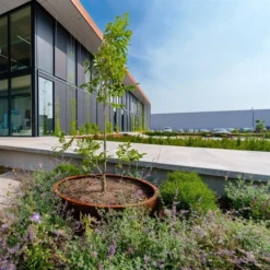 CTW6.2 6 CTW6.2 -ADEZZ Garden Style Store ADEZZ Planters20Corten CT 017